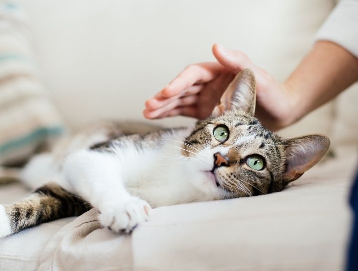 Preventative Care for Cats